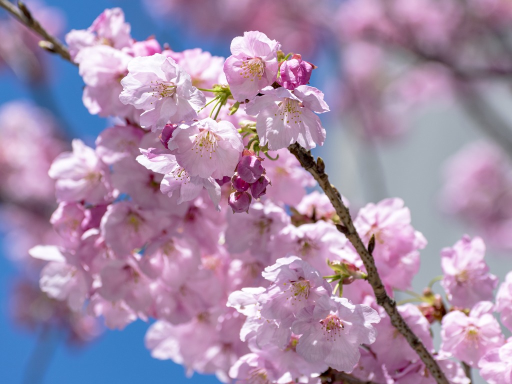 3月14日の桜。