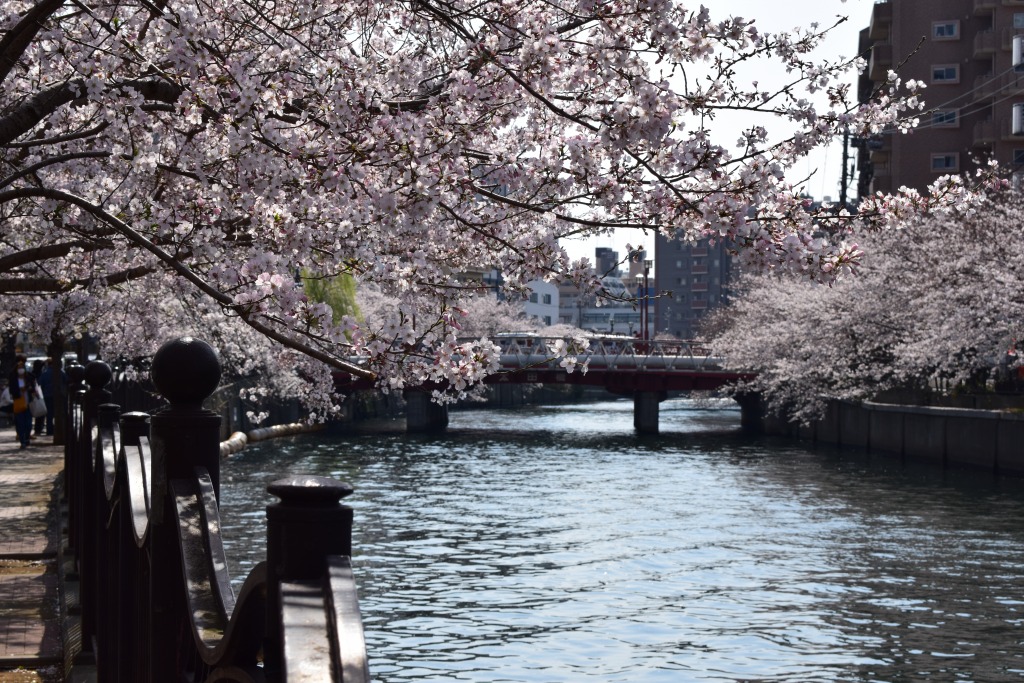 3月26日の大岡川の桜。