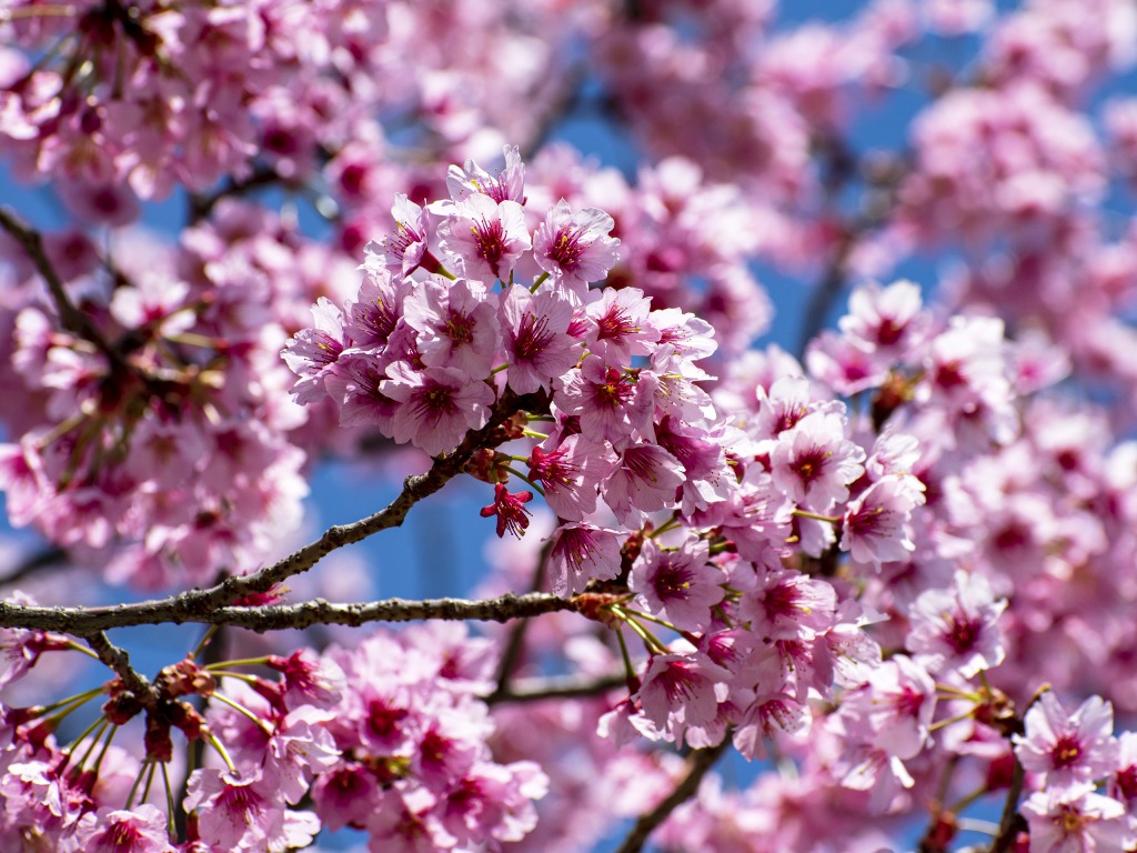 桜。