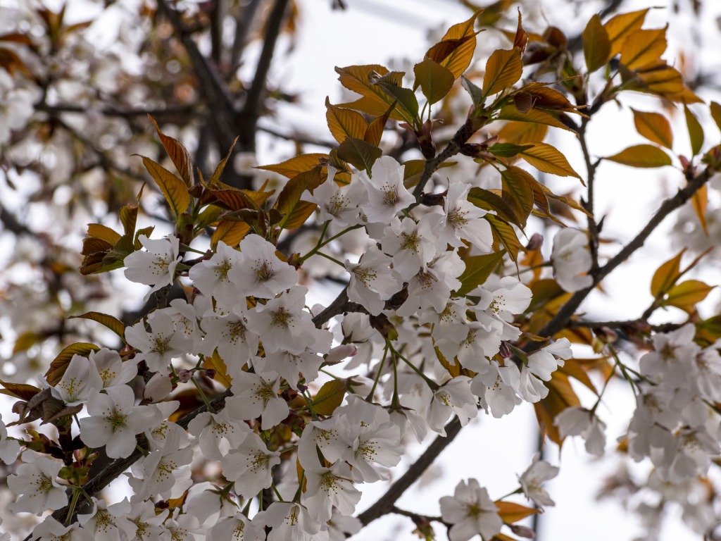 桜…