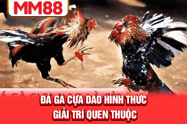 Đá gà cựa dao hình thức giả trí quen thuộc Đá gà cựa dao hình thức giả trí quen thuộc