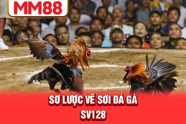 Sơ lược về sới đá gà SV128 Sơ lược về sới đá gà SV128