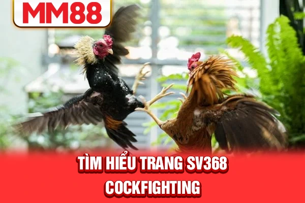 Tìm hiểu trang SV368 cockfighting Tìm hiểu trang SV368 cockfighting